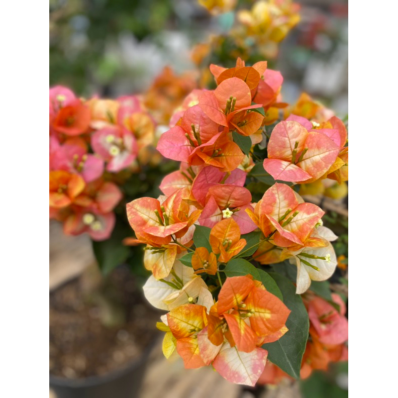 Bougenville GOLDEN SUNSHINE