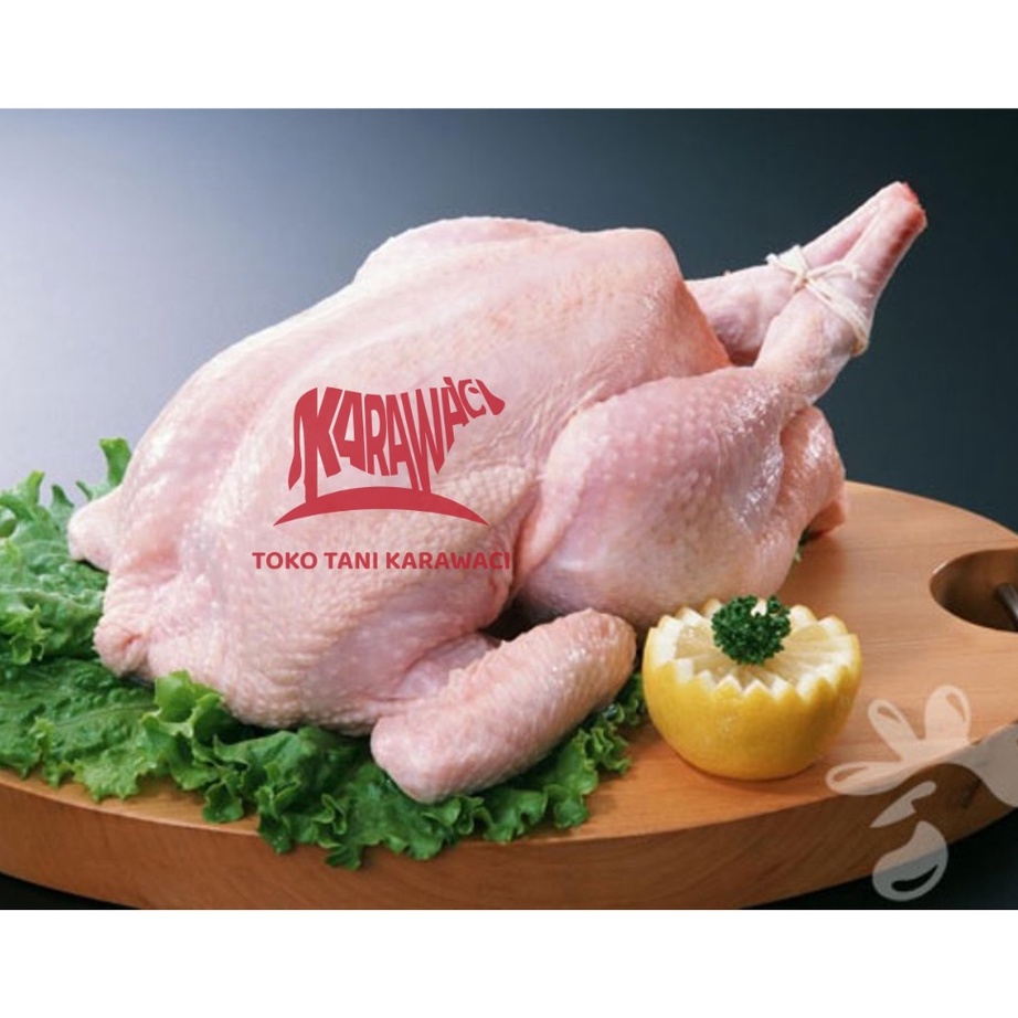 

Stok terbaru Ayam Broiler Karkas Ekor 7 8 Kg