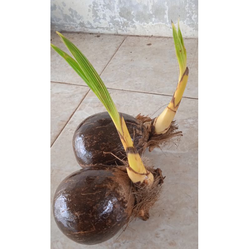 Bahan bonsai kelapa gading bonsai kelapa gading kuning