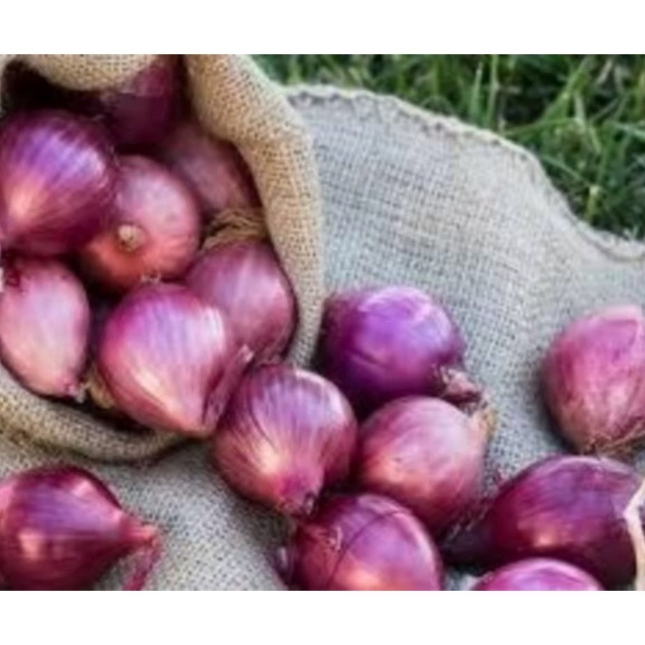 

COD NEWPRODUCT Grosir 1 gram Bawang Merah Brebes Segar Murah