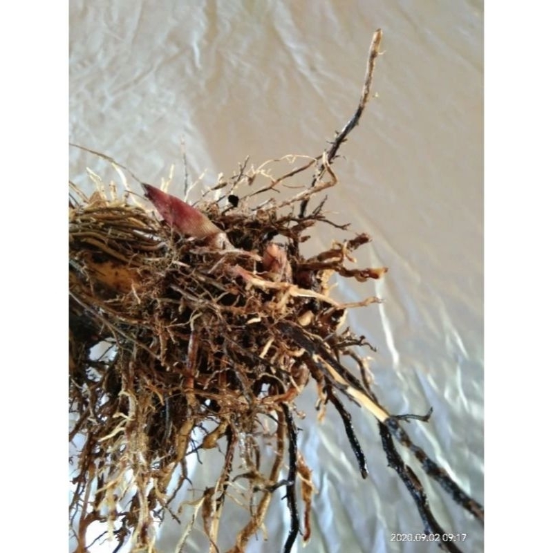 

Akar tebu hitam merah segar 100gram