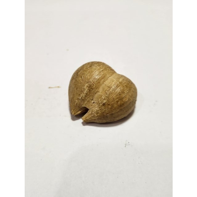 

Fosil Bawang Putih