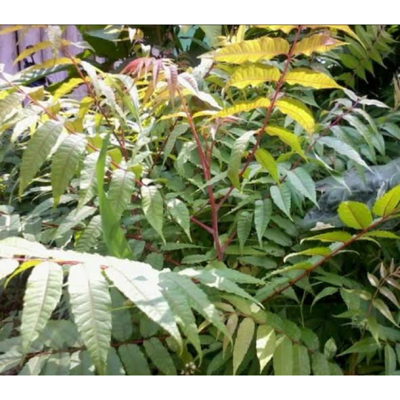 

DAUN SUREN | SURIAN SEGAR 250 gr