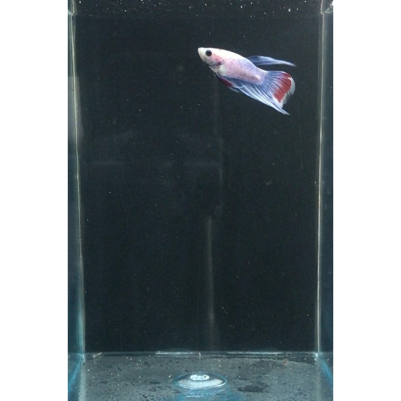 Ikan Cupang Veiltail Maskot 2 / Ikan Hias Air Tawar / Ikan Aquascape
