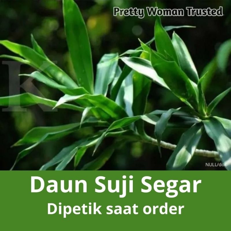 

Daun Suji Organik Segar Langsung Petik Pandan Betawi Pewarna Makanan Hijau Alami Obat Herbal Mengatasi Nyeri Haid Membersihkan Paru-Paru