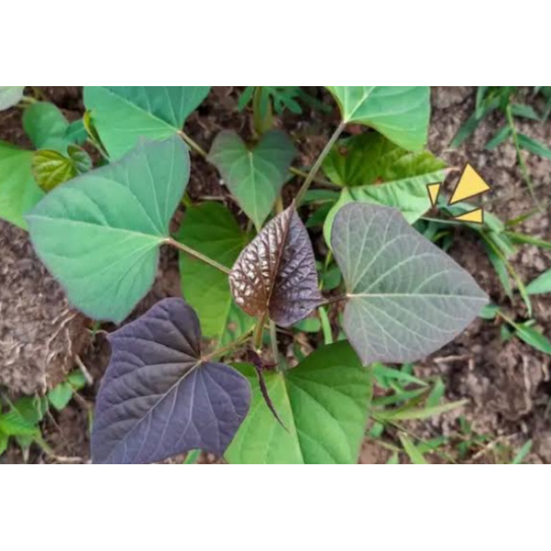 

Daun umbi daun ubi jalar ungu segar 250 gram-az