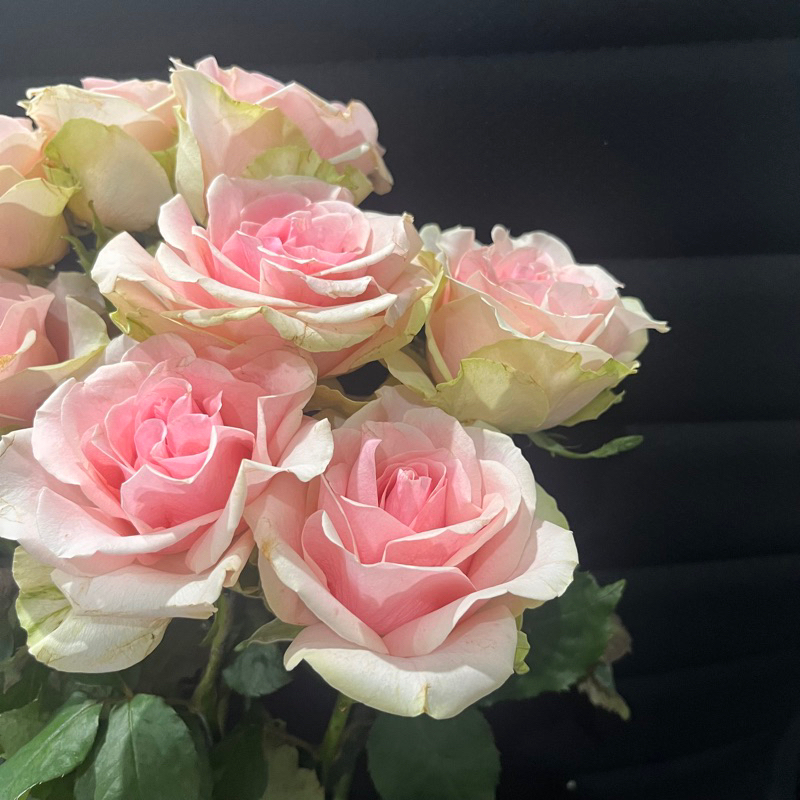 BUNGA ROSE MAWAR HOLLAND PINK GREEN_ Bunga Potong Segar