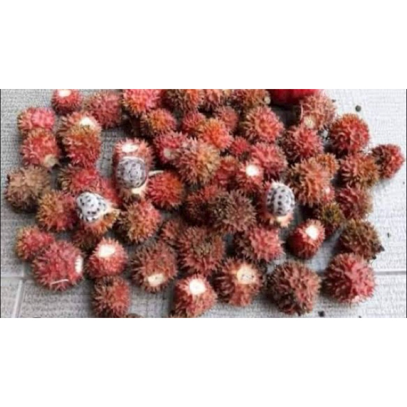 

Buah parahulu buah rambutan tanah segar 250 gram-az
