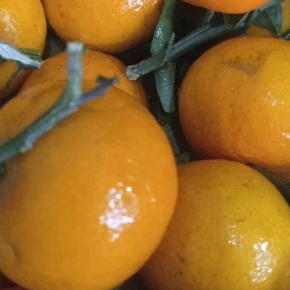 

Jeruk baby Wogan / Wogan daun 1 kg