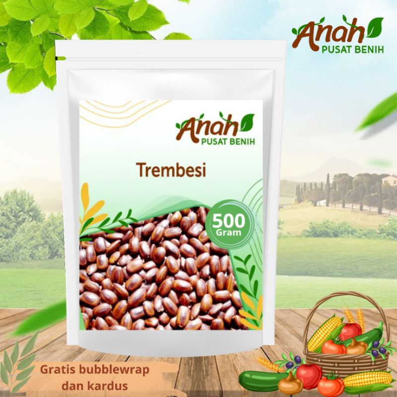 Benih Trembesi 1 kg / Bibit Trembesi