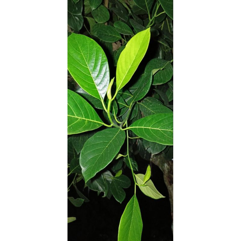 

Daun nangka/daun gori/ Daun nangka sayur 10.000/gram