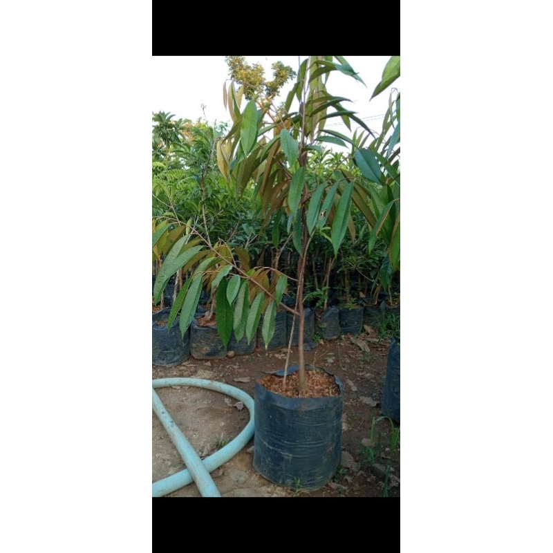 

bibit durian musangking