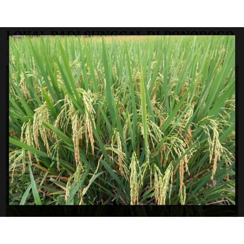 padi unggul srikandi jumbo