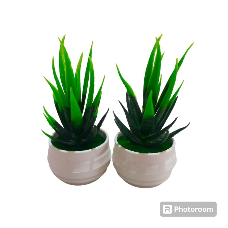 sukulen mini kaktus mini