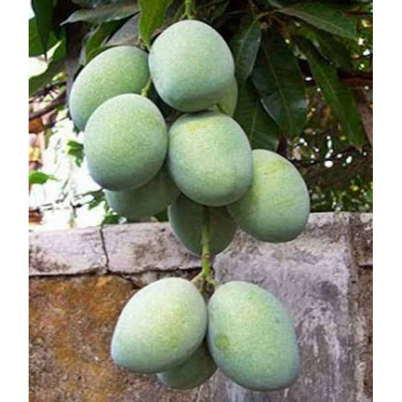 Tanaman Mangga lalijiwo Bibit Mangga Hasil Okulasi
