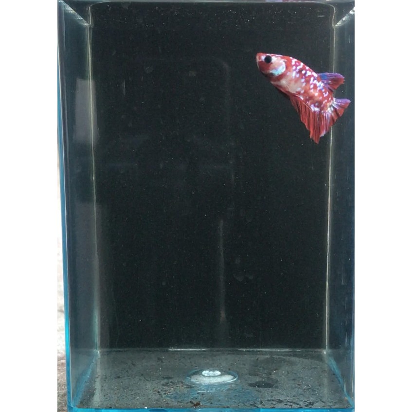 Ikan Cupang Plakat Red Koi Cooper