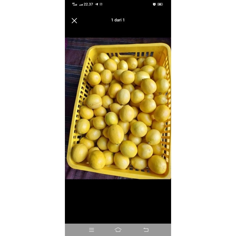 

LEMON CALIFORNIA 10 KG