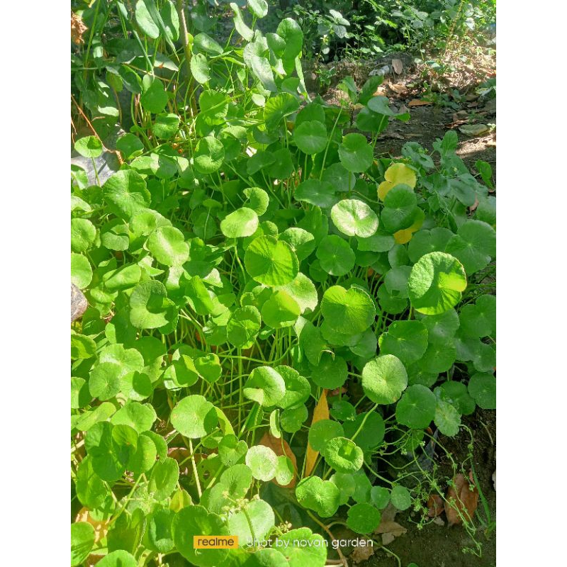 pegagan | tanaman pegagan | bibit tanaman herbal pegagan