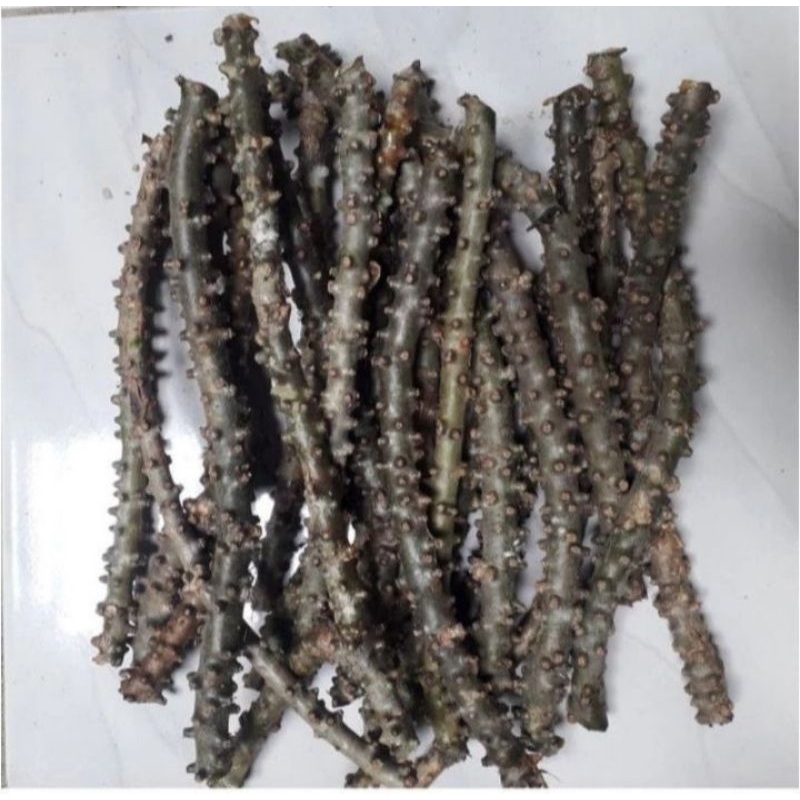 

Antawali /Brantawali Segar Termurah