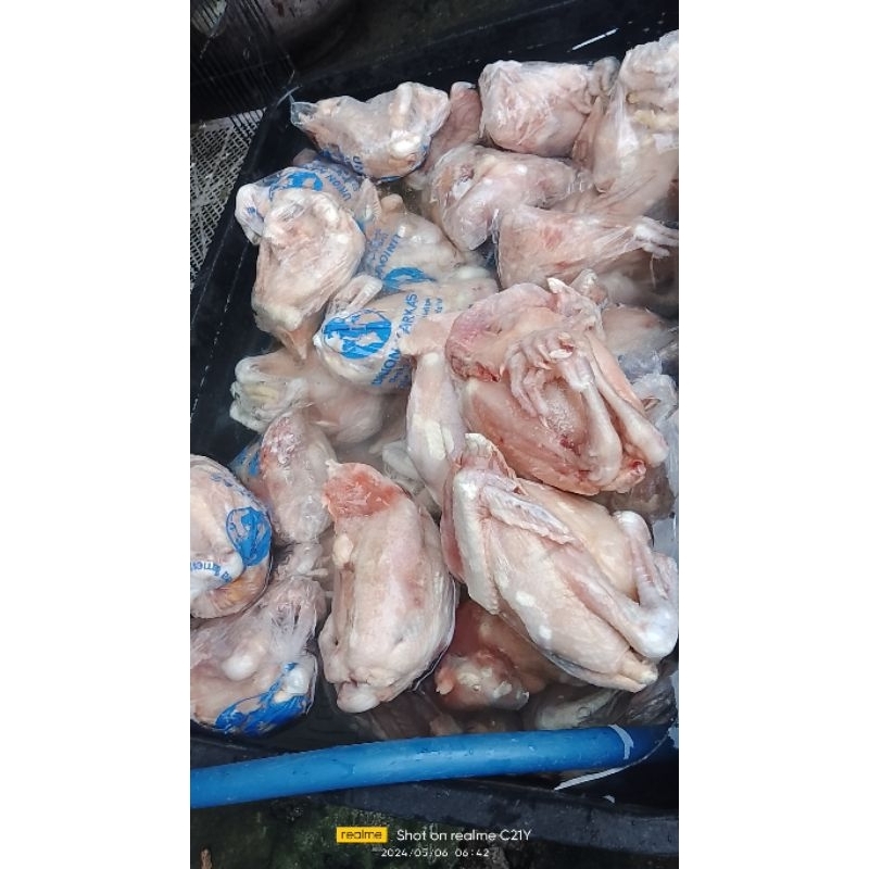 

4 ekor ayam pejantan Frozen ukuran 05