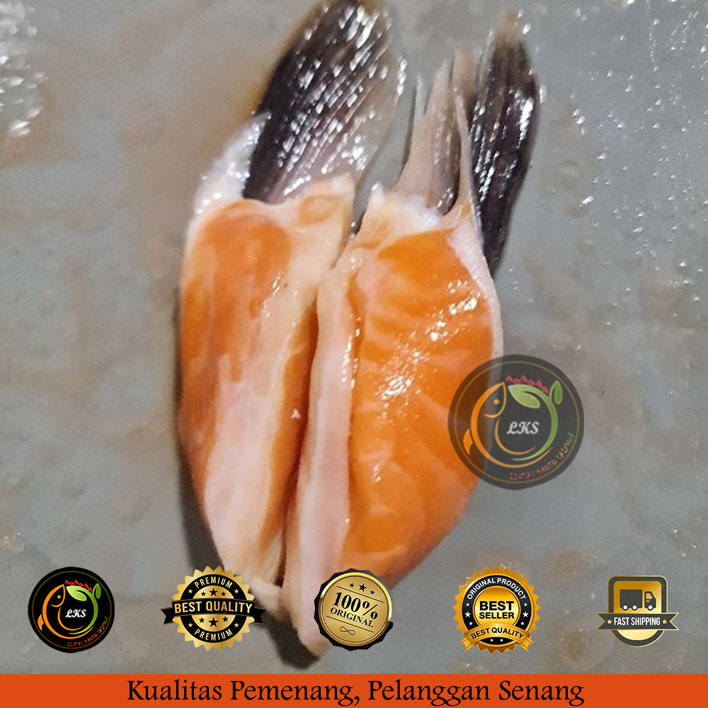 

[ SIRIP SALMON ] Salmon Find