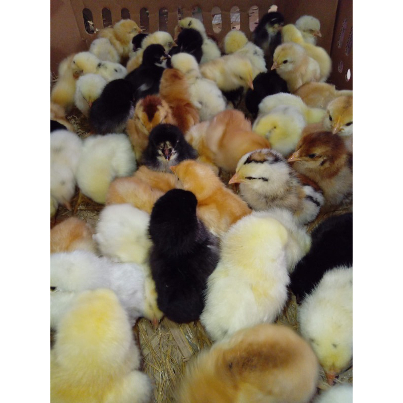 Ayam Kampung Super Vaksin (Joper) Beli 15 Gratis 1.