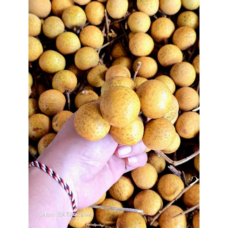 

kelengkeng gemol manis