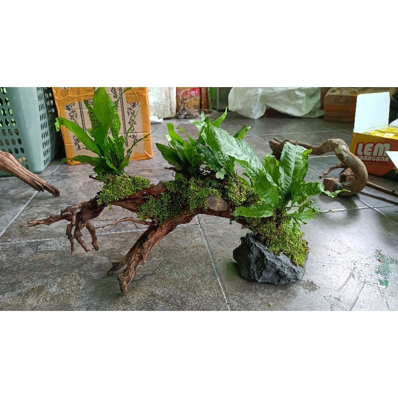 AQUASCAPE KAYU HIAS KOMPLIT IKAN CHANA PREDATOR REPTILE