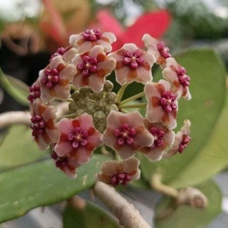 Hoya diversifolia