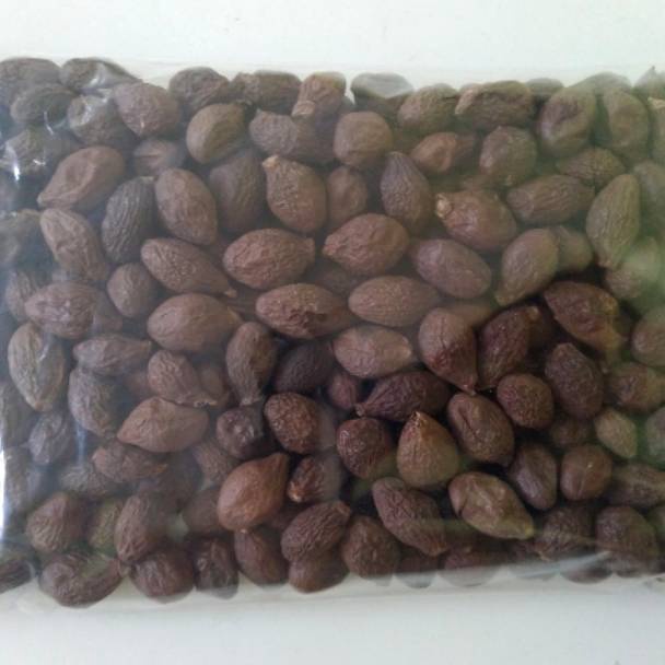 

Buah Tempayang 1gr Biji Kembang Semangkuk