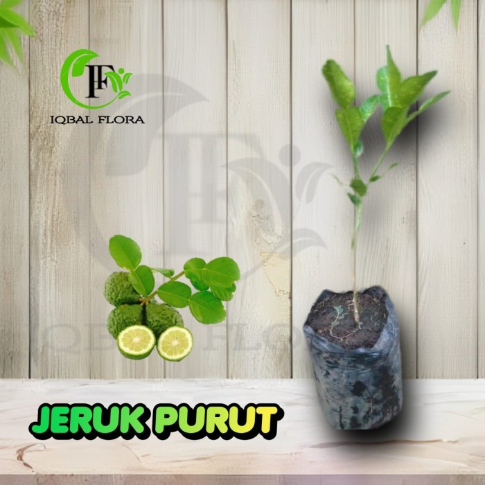 Jeruk Purut Tanaman Buah jeruk purut