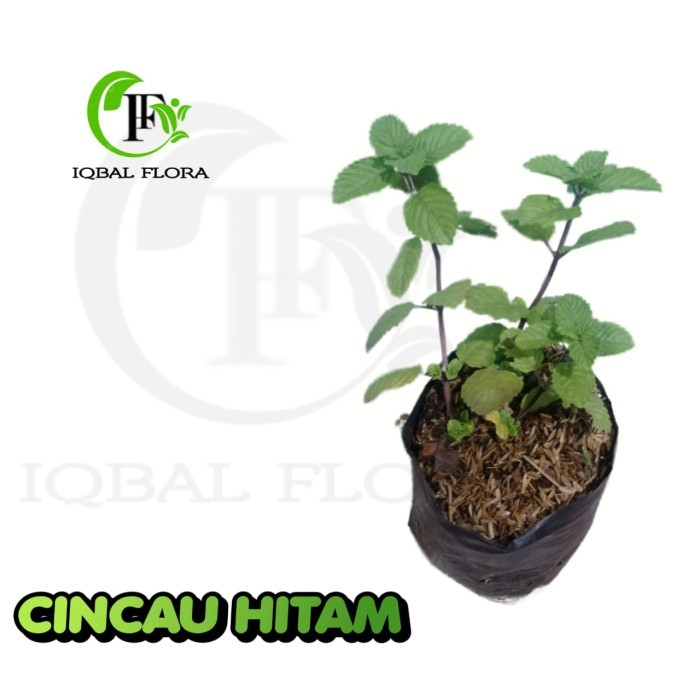 Pohon Cincau Hitam Bibit pohon cincau hitam