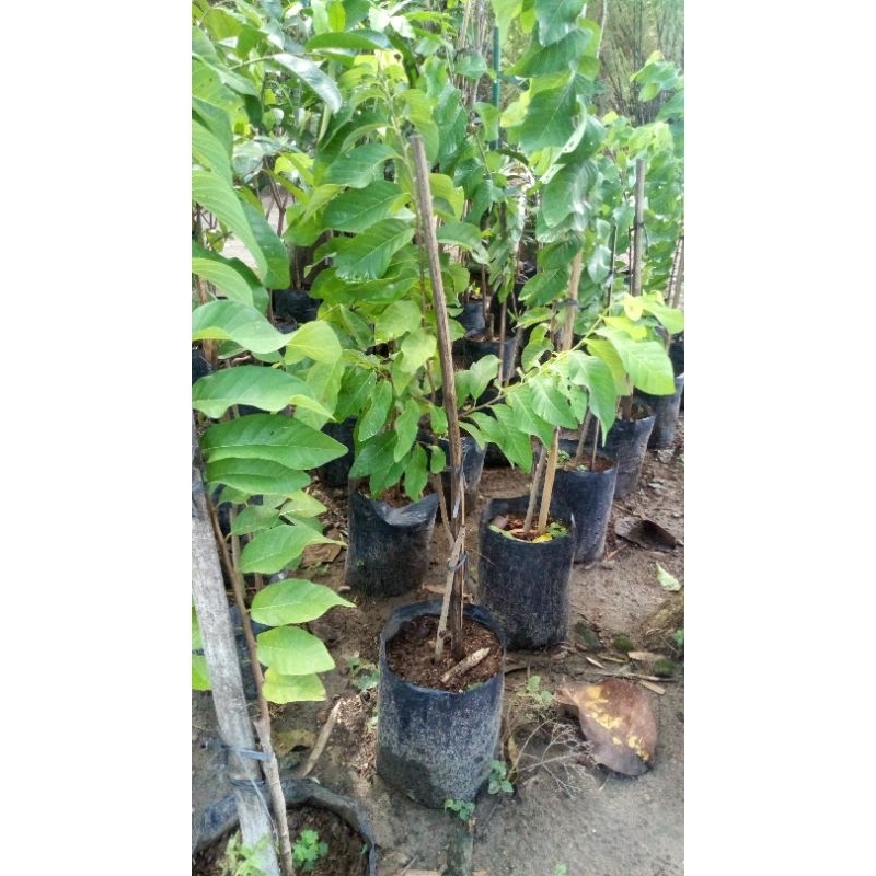 Srikaya Jumbo