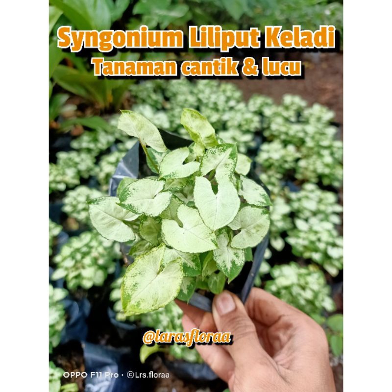 (BISA COD) tanaman hias syngonium Liliput Keladi mini / bunga syngonium mini / Syngonium Liliput Kel