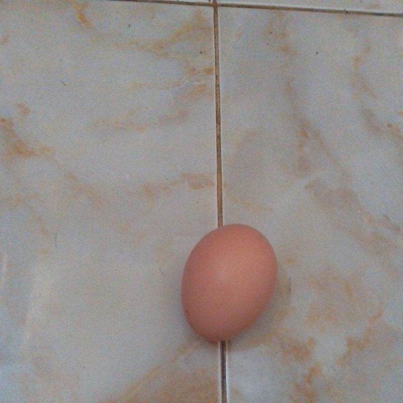 

telor ayam kampung