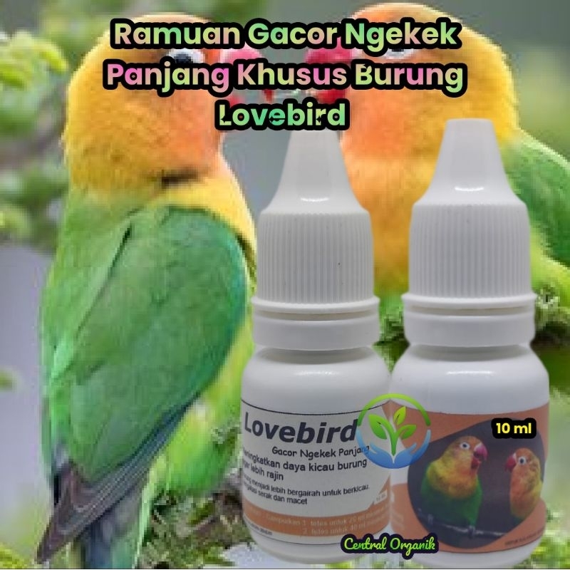 Obat Tetes Alami Lovebird Biar Gacor