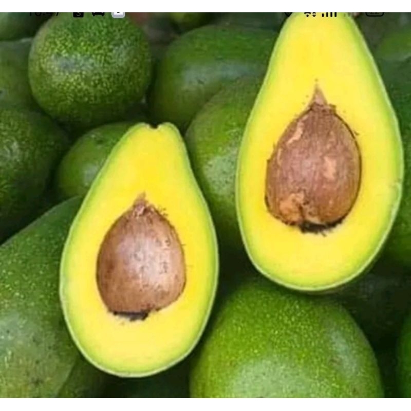 

alpukat mentega super premium 5-6 buah/1kg
