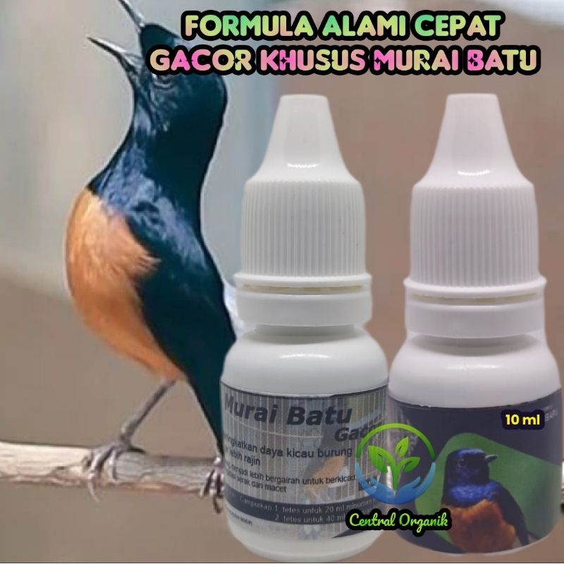 Obat Tetes Alami Burung Murai Batu Biar Gacor Tidak Serak