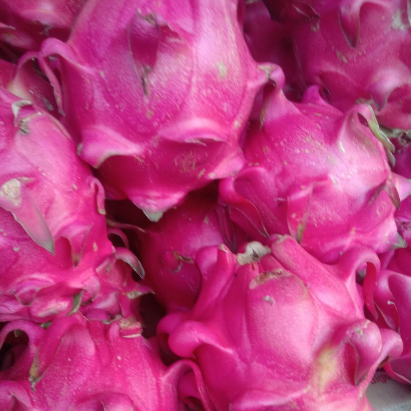 

buah naga merah fresh/buah merah manis