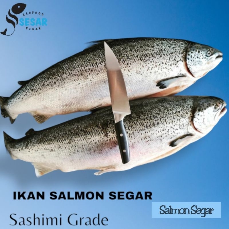 

Ikan Salmon Whole Fresh - Salmon Utuh Per Ekor