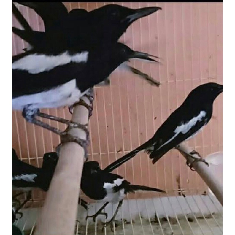 KODE F92A burung kacer jabar dada putih pilihan jantan istimewa