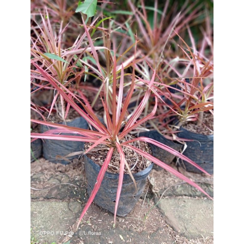 Tanaman Alang Alang Merah / Pohon Alang Alang merah / Bunga Hias Alang alang