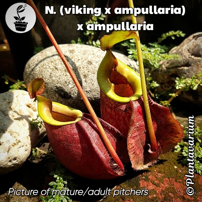 Tanaman Karnivora Kantung Semar Nepenthes (Viking x Ampullaria) x Ampullaria