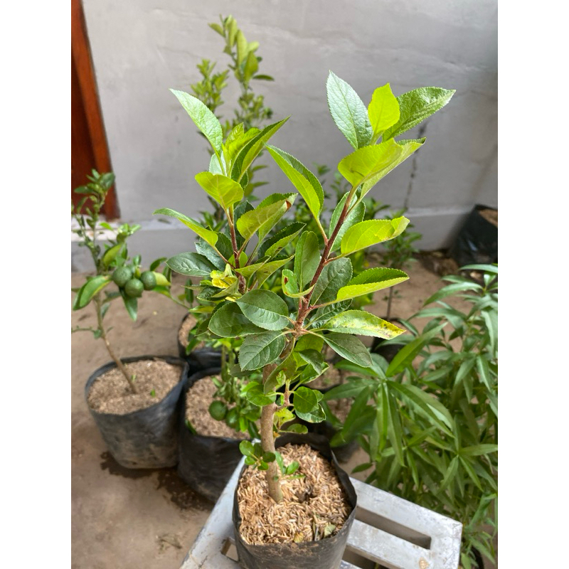 Bibit Apel Fuji Merah Cangkok