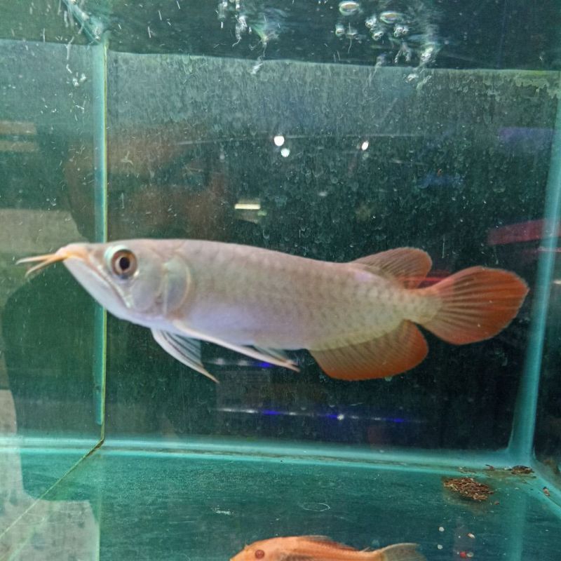 Ikan arowana super red GB size 25cm
