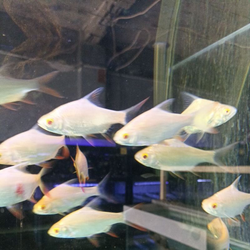 ikan kaviat albino 15cm