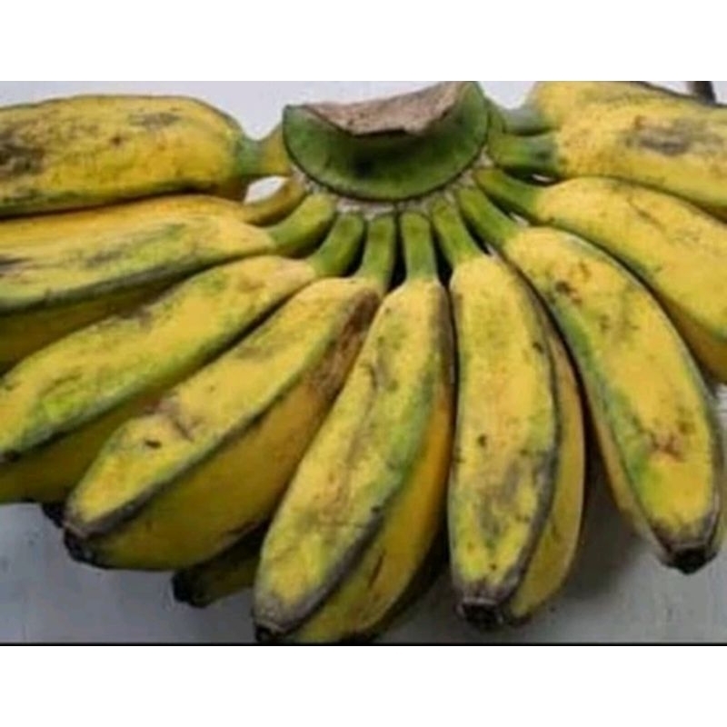 

Pisang kepok 1 sisir