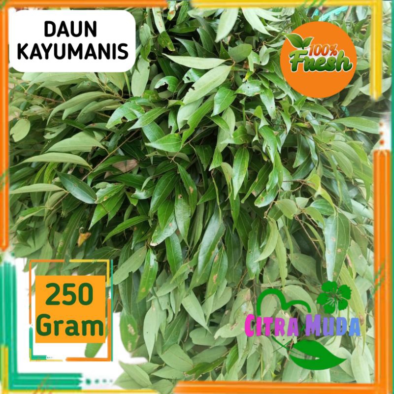 

Daun kayu Manis segar 250 gram Petik langsung
