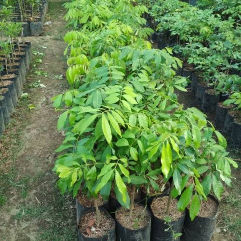 Bibit Pohon Lengkeng Bangkok Manis, Bibit Berkualitas