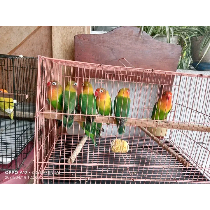 Burung lovebird sepasang warna josan pasjo ready jantan dan betina sepasang juga ready